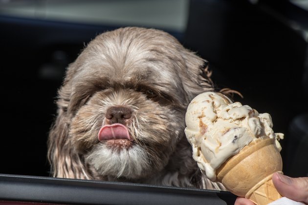 Dog getting some ice cream in the car