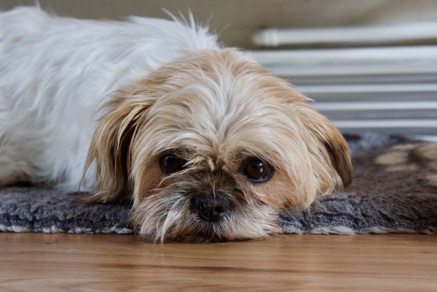 Relaxed Shih Tzu