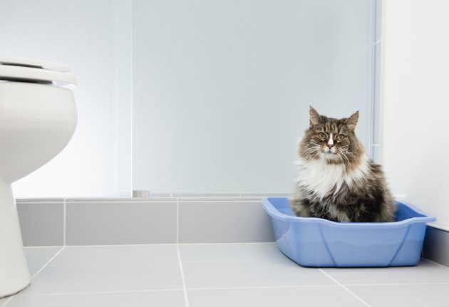cat in litter box in bathroom
