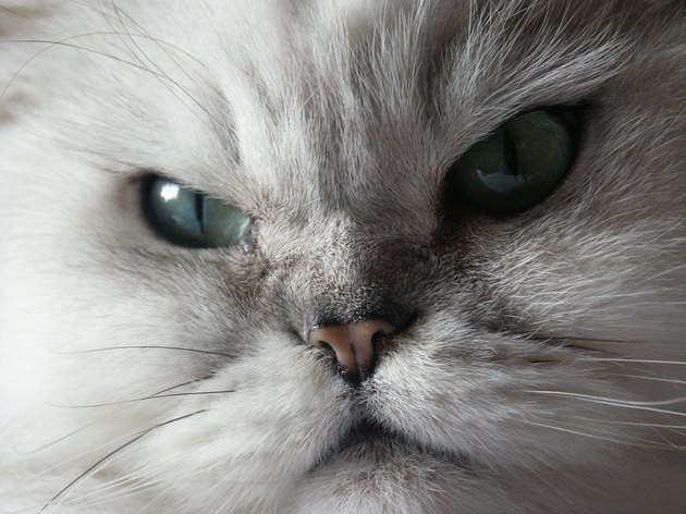closeup of white cat face looking angry