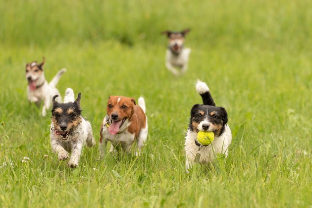 A pack of small Jack Russell Terrier are running and playing together in the meadow with a ball