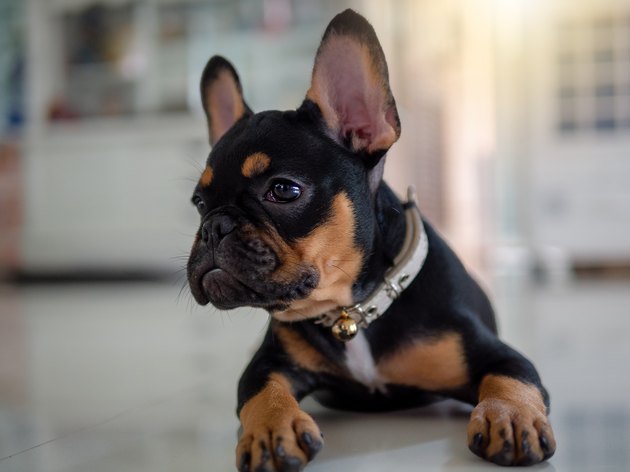 Cute French Bulldog Puppy Dog Lying Down And Looking Up.