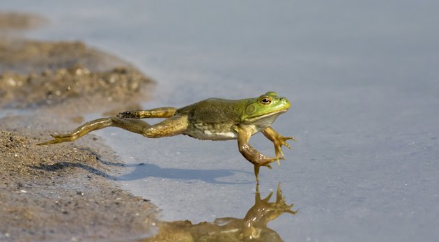 Adult American bullfrog (Lithobates catesbeianus) jumping in a forest lake