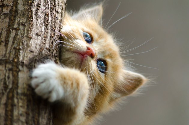 ginger striped kitten climbing up a tree trunk
