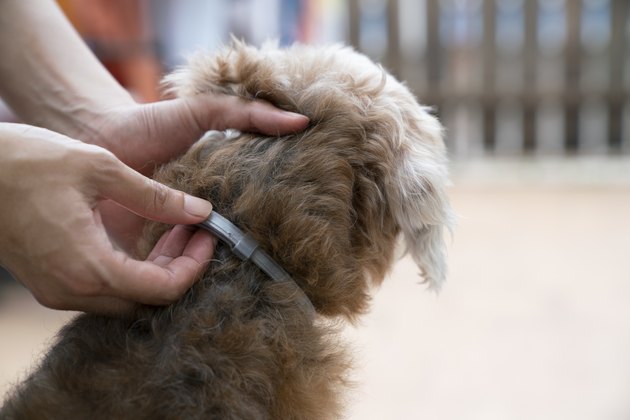 woman wearing a collar for dog, kill and repel tick and flea