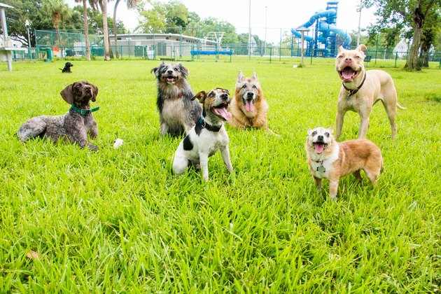 Six dogs in a dog park, United States