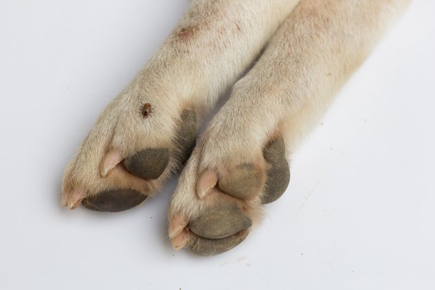 Cropped Image Of Dog Paw With Louse Over White Background