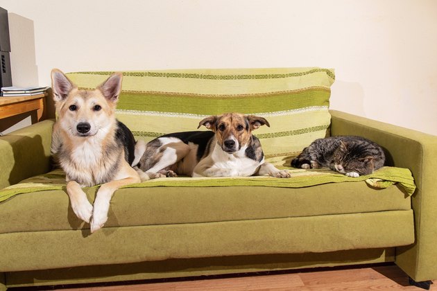 Dogs and sleeping cat resting on sofa