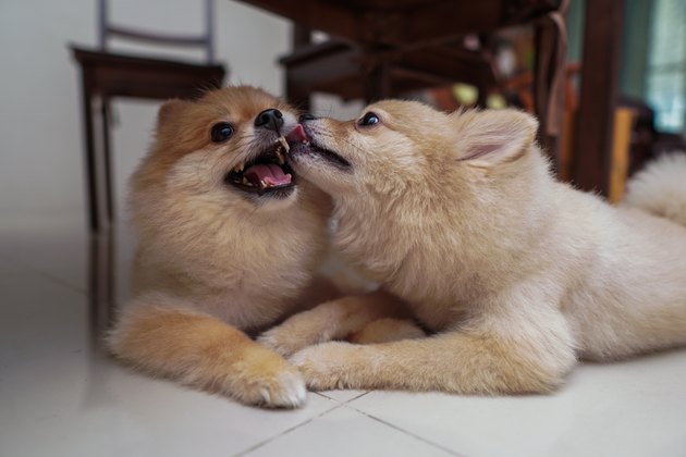 Small dog breeds or Pomeranian with brown hairs licks other one and both lying down on the floor in living room