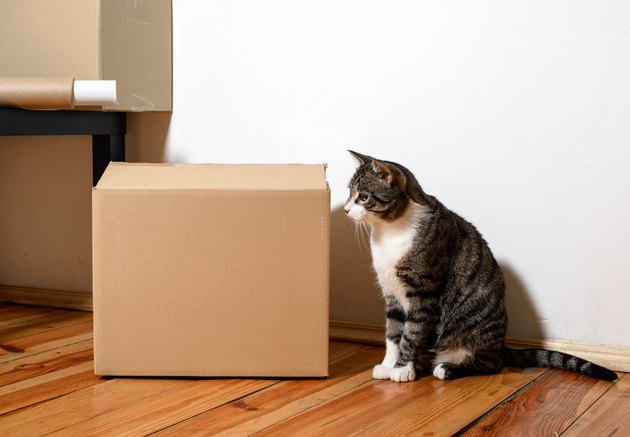 Moving day - cat and cardboard boxes in room