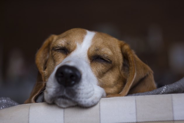Beagle.