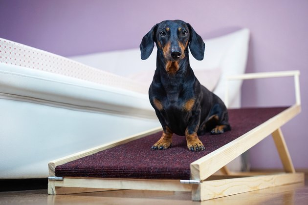 dachshund