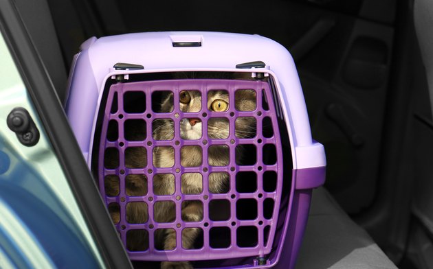 Carrier box with cat in car