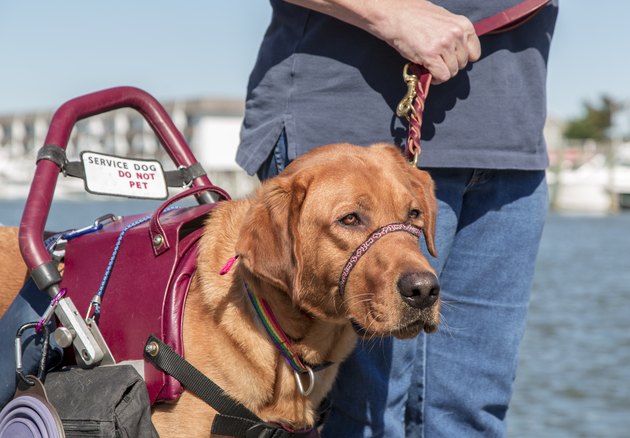 A service dog named Uncle Ed poses along the Lewes and Roboboth Canal in Lewes, DE - #3
