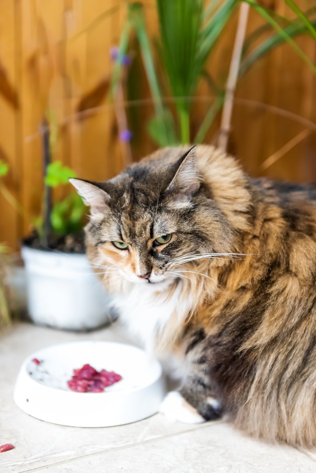 Closeup of angry annoyed calico maine coon cat sitting eating hungry facial expression funny in kitchen with raw beef meat in bowl