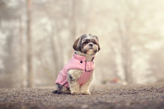 Shih tzu in a jacket