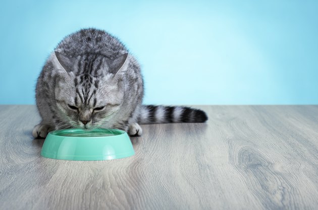 Thirsty Cat drinking water from a green bowl