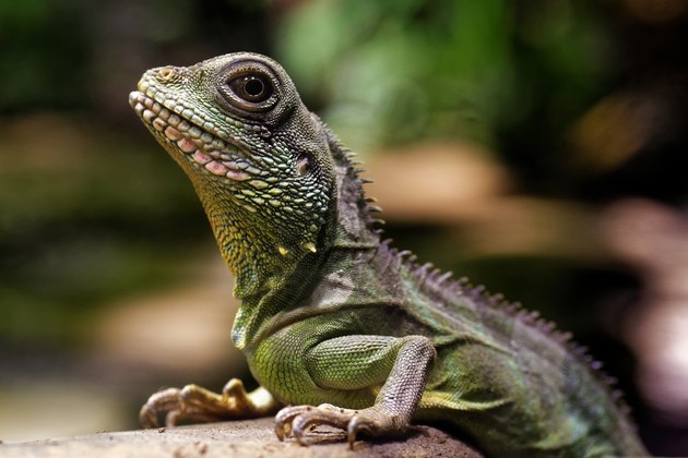 How to Build Habitats for Chinese Water Dragons | Cuteness