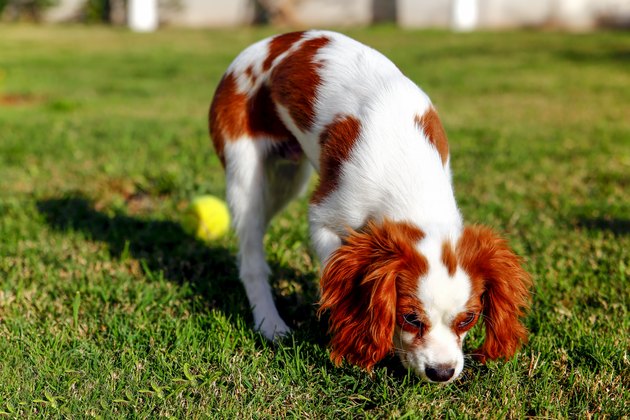 Very playful dog breed King Charles Cavalier. This dog run with tenis ball in the garden.