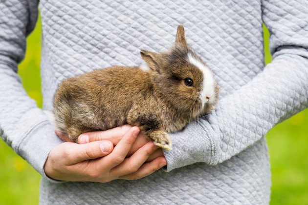 Beautiful small rabbit bunny in girl's hands.