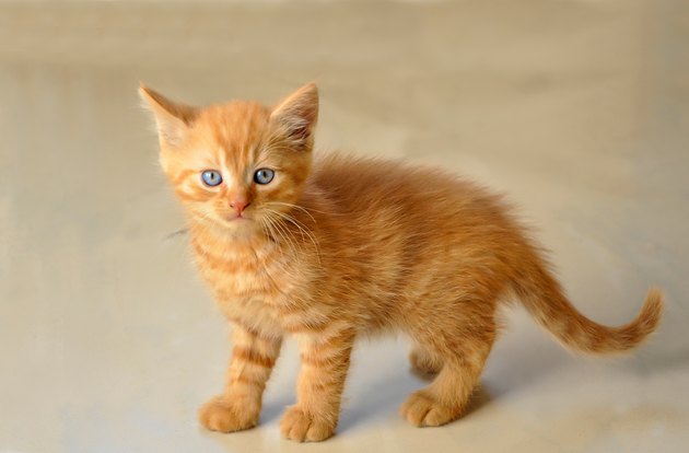 Portrait Of Cute Kitten Standing On Floor