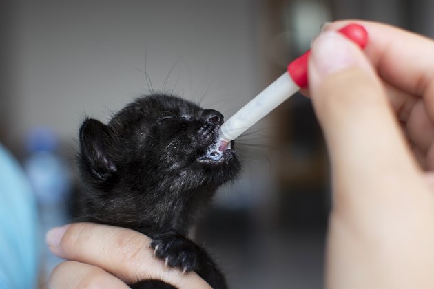 Feeding little cat with milk replacer