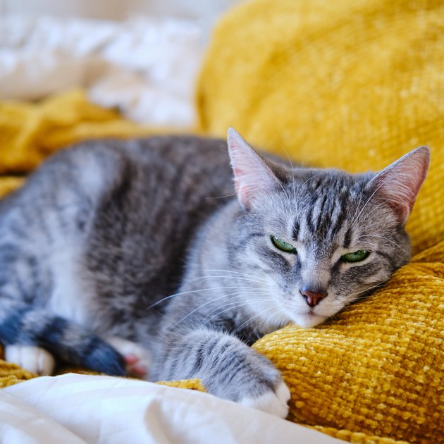 The cat purrs lying on the yellow bed