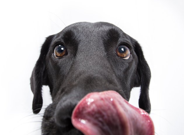 black dog licking lips