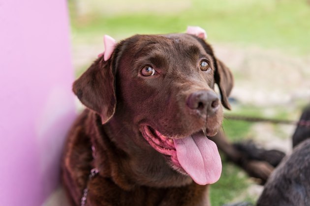 Labrador retriever