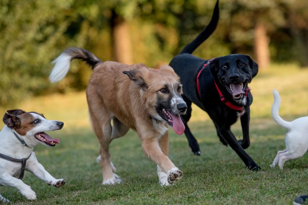Dogs!