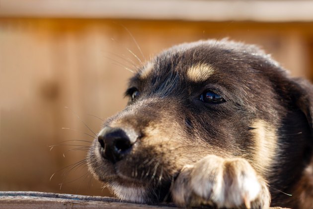 The little puppy sadly looks into the distance. Homeless dog
