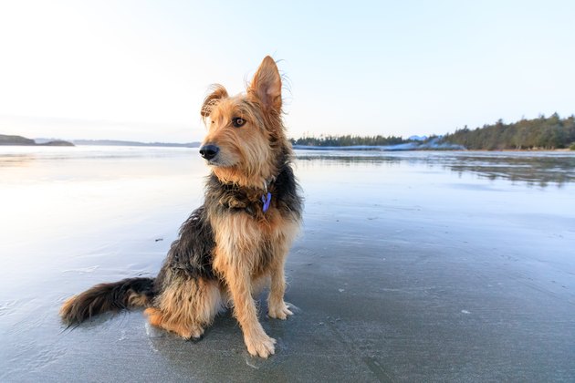 Wookiee on McKenzie Beach