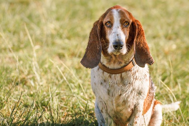 Basset Hound Portrait
