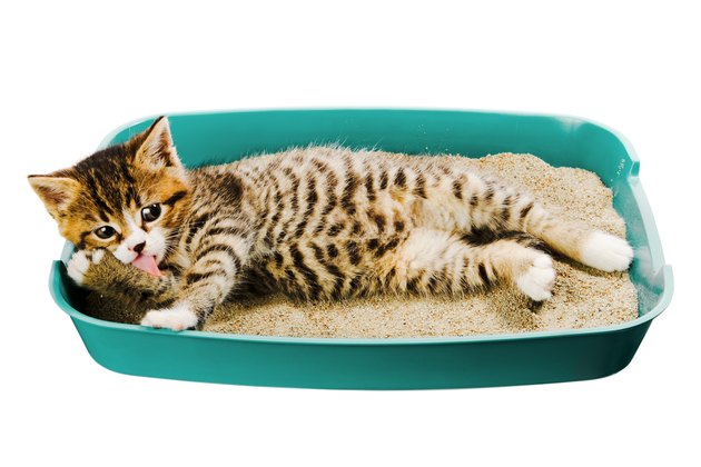 kitten hyhiene