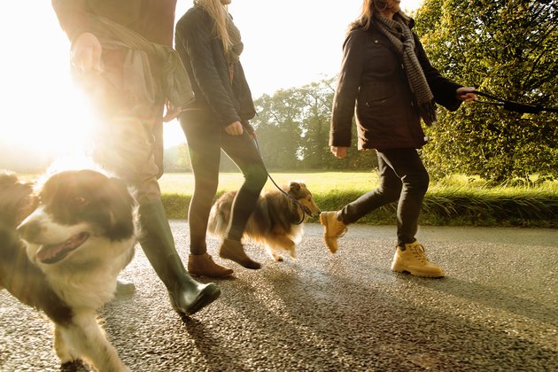 Senior couple and granddaughter walking dogs, Norfolk, UK