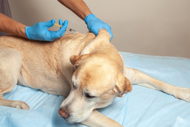 Doctor in gloves makes an injection in withers of sick dog. Vet clinic