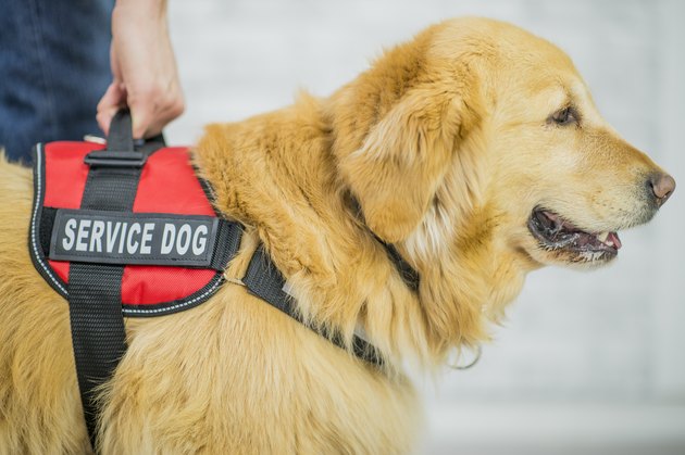 Guide Dog