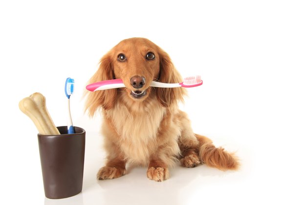 Dog and toothbrush