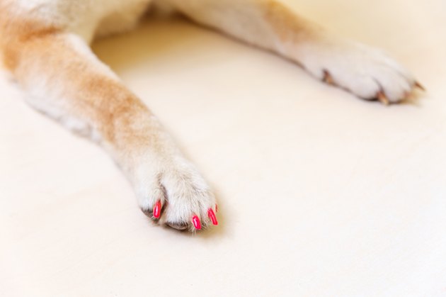 well-groomed dog paws with manicure