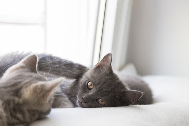 British shorthair kittens lying on window sill