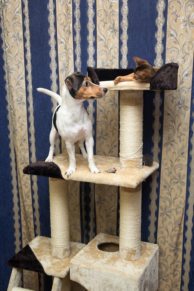 cat and dog playing on the top of Cat Tree