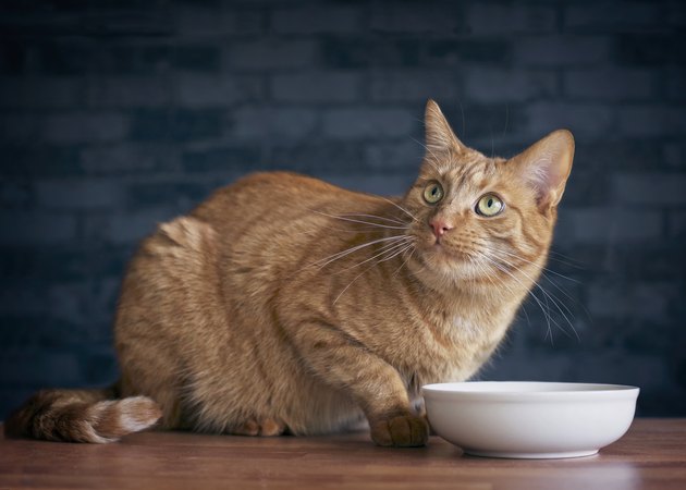 Cute ginger cat looking up and waiting for food.