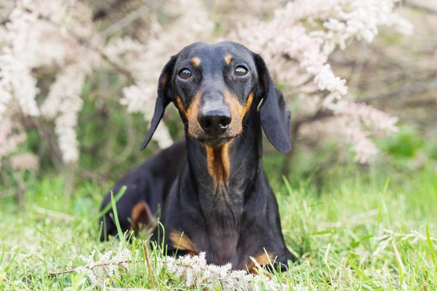 dachshund