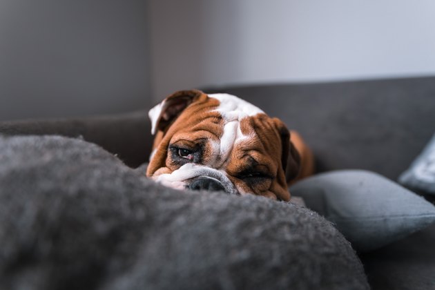 Cheeky English Bulldog puppy