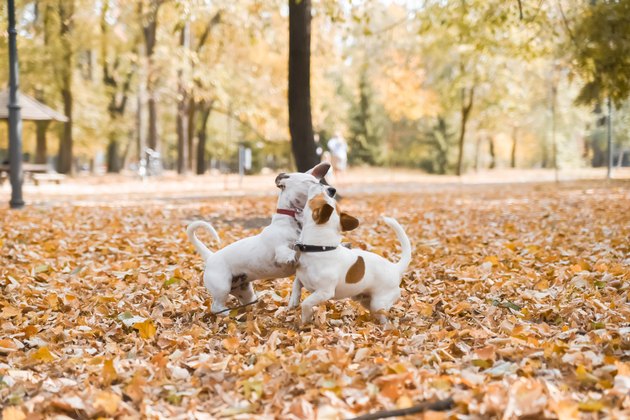 Two dogs playing