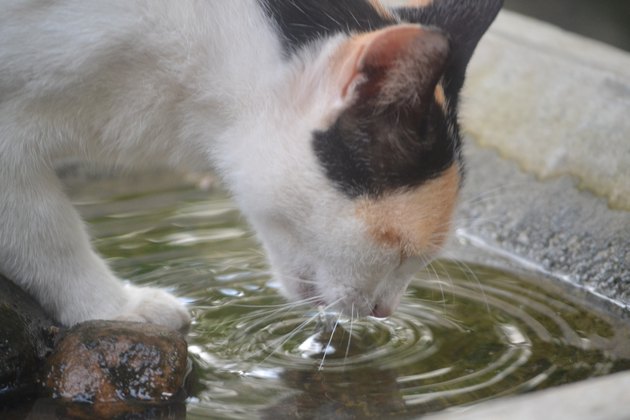 Cat drinking water