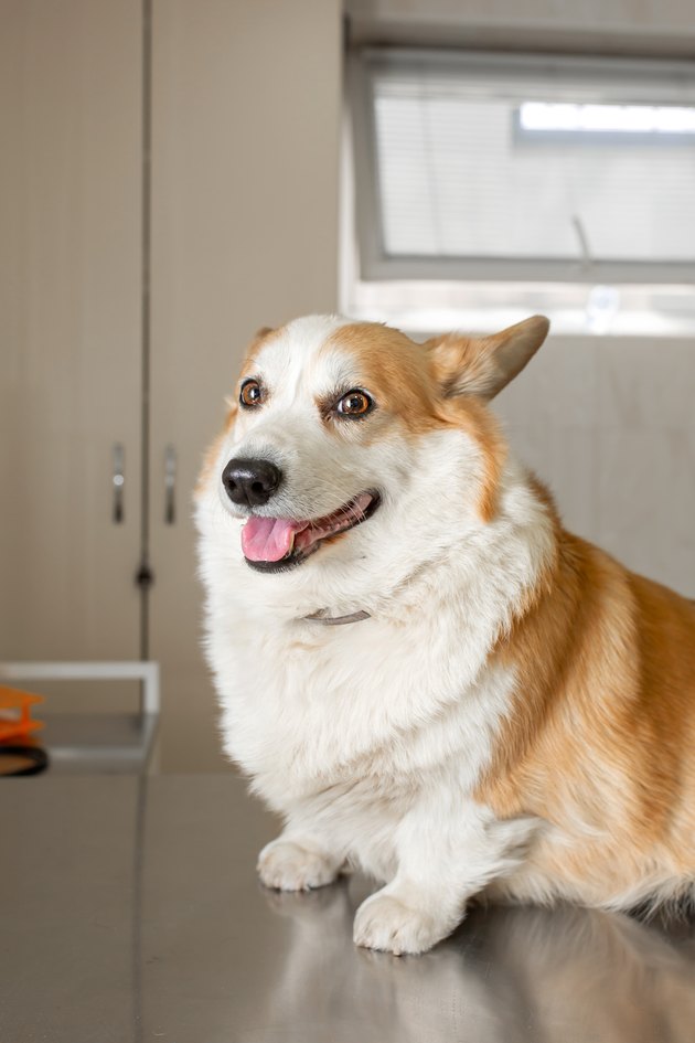 dog breeds corgi on examination at the vet. Sits on a metal table before the procedure