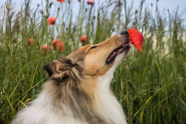 Collie sniffing the poppy