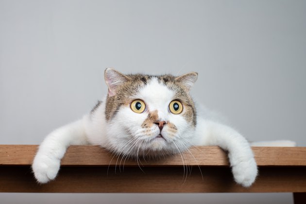 Close up Scottish fold cat head with shocking face and wide open eyes. Frighten or surprised cat when look at something.