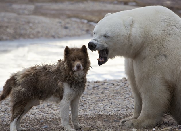 Unlikely pair. Polar Bear and Canadian Eskimo Dog